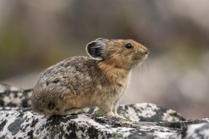 American Pika