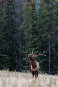 Bull Elk