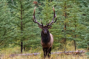 Bull Elk