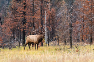 Bull Elk