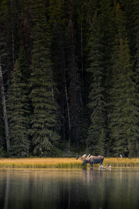 Bull Moose