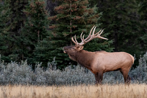 Bull Elk