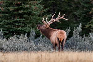 Bull Elk