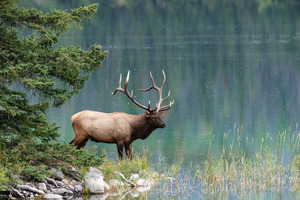 Bull Elk