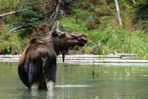 Cow Moose