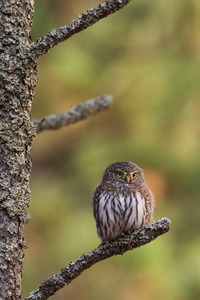 Northern Pygmy Owl