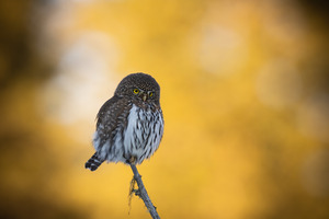 Northern Pygmy Owl