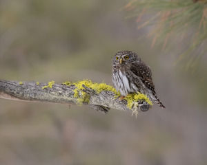 Northern Pygmy Owl