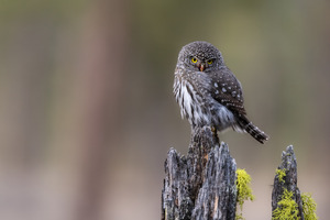 Northern Pygmy Owl
