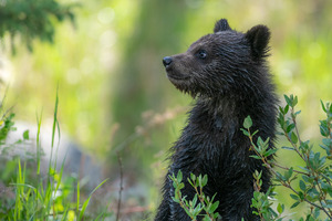 Grizzly Cub