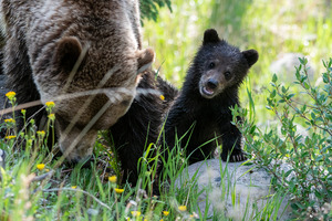 Grizzly Cub