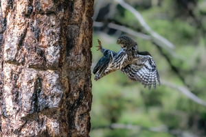 Northern Pygmy Owl