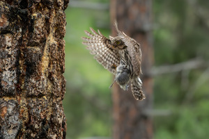 Northern Pygmy Owl