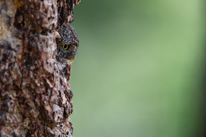 Northern Pygmy Owl