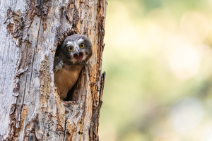 Northern Saw-Whet Owlet