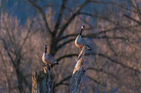 Canadian Geese Print