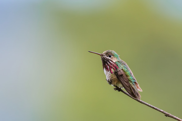 Male Calliope Hummingbird Print