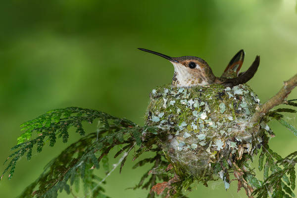 Female Rufous Hummingbird Print