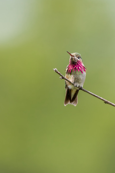 Male Calliope Hummingbird Print