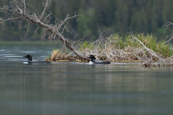 Common Loons Print