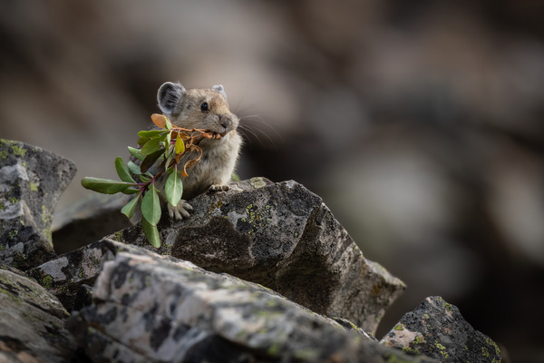 American Pika Print