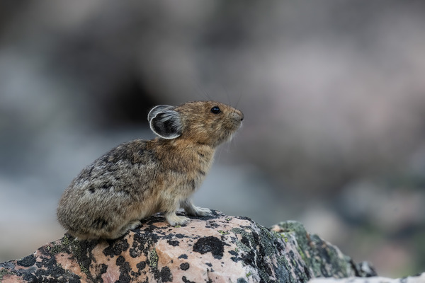 American Pika Print
