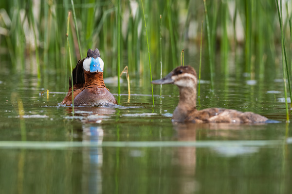 Ruddy Ducks Print