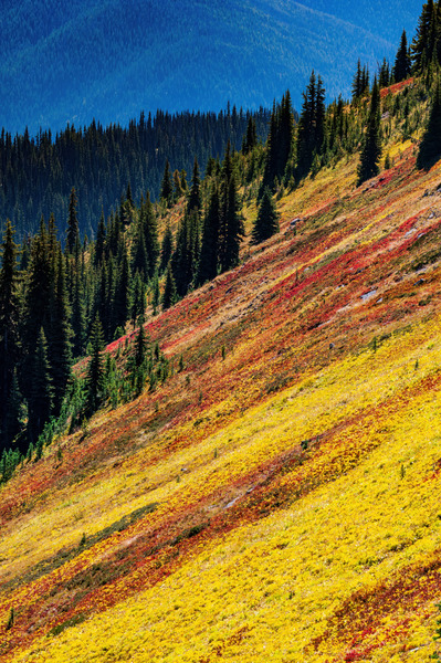 Mountain Wild Flowers Print