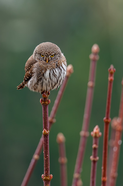Northern Pygmy Owl Print