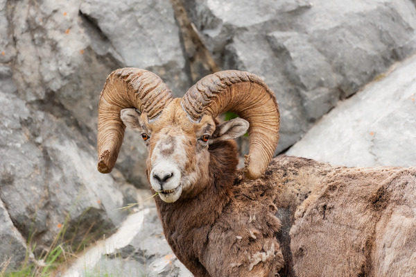 Bighorn Ram Print