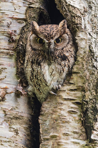 Western Screech Owl Print