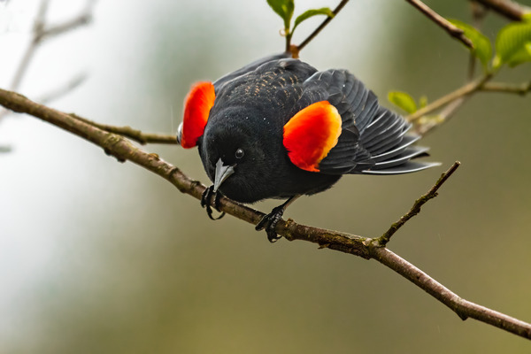 Male Red-Winged Blackbird Print