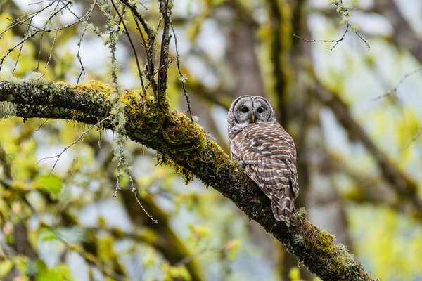 Barred Owl Print