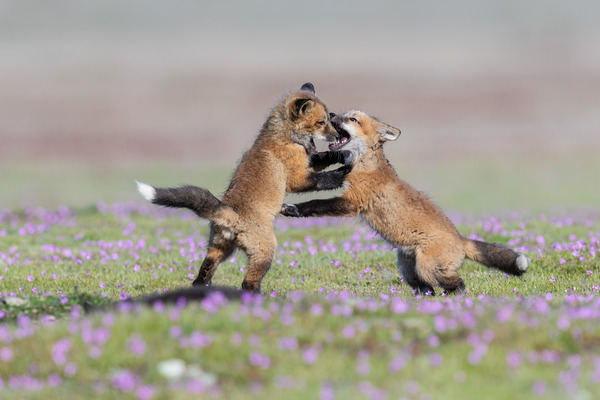 Red Fox Kits Print