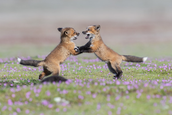 Red Fox Kits Print