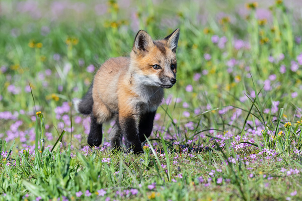 Red Fox Kit Print