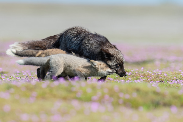 Red Fox with Kits Print