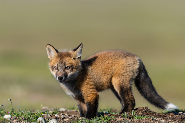 Red Fox Kit Print