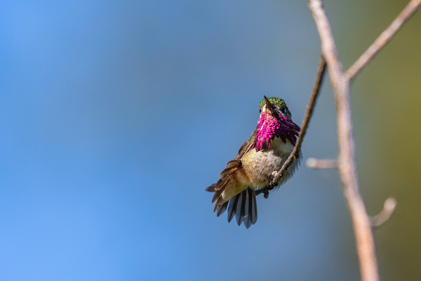 Male Calliope Hummingbird Print