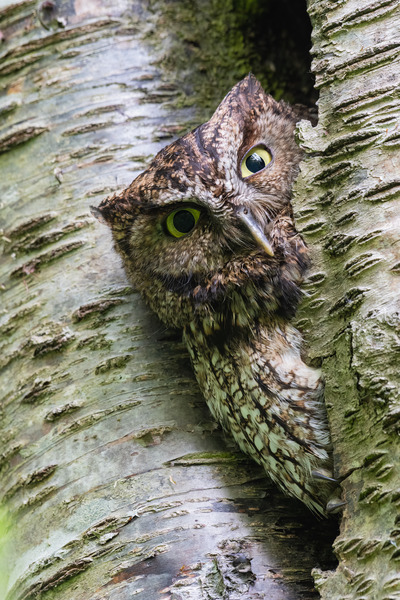 Western Screech Owl Print