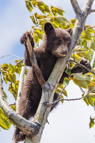 Black Bear Cub Print