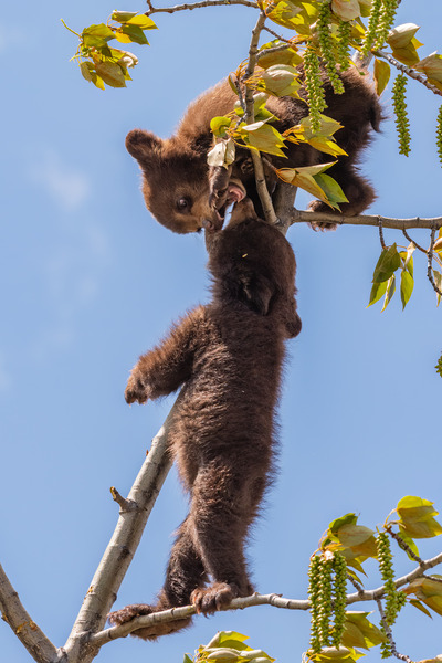 Black Bear Cubs Print