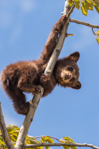 Black Bear Cub Print