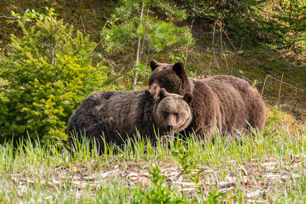Grizzly Sow with Cub Print