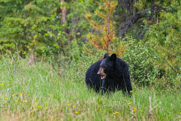 Black Bear Print