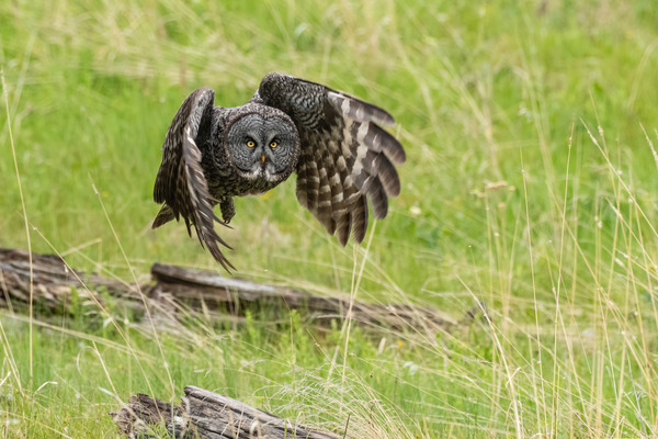 Great Gray Owl Print