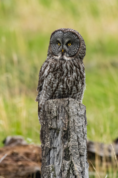 Great Gray Owl Print