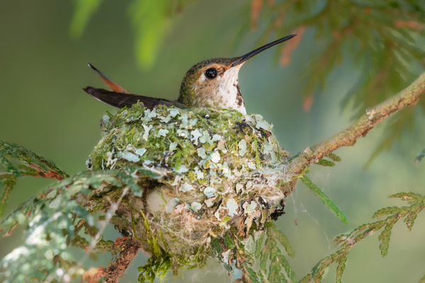 Female Rufous Hummingbird Print