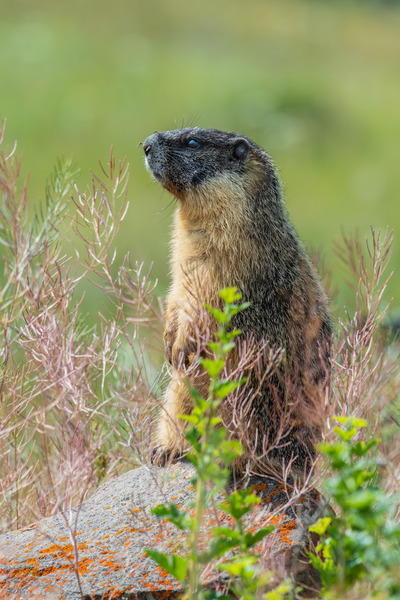 Yellow-bellied Marmot Print