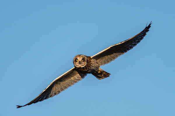 Short-eared Owl Print